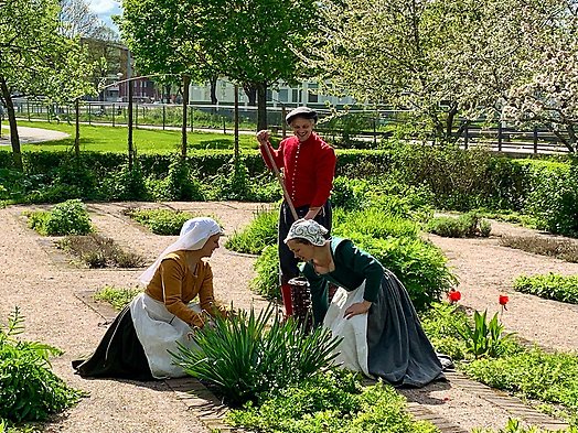 Tre personer uppklädda i medeltidskläder krattar i en örtagård.